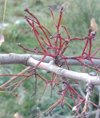 Aceria pistaciae