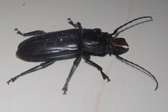 Hovorodon bituberculatus