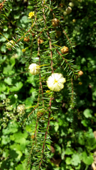 Acacia ulicifolia