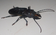 Hovorodon bituberculatus