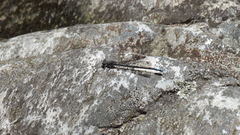 Pseudagrion furcigerum