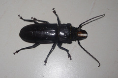 Hovorodon bituberculatus