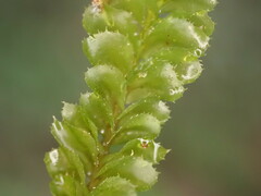 Plagiochila