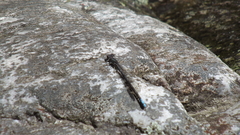 Pseudagrion furcigerum