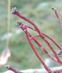 Aceria pistaciae
