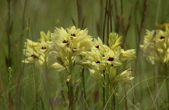 Eulophia welwitschii