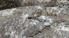 Pseudagrion furcigerum