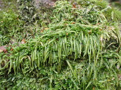 Acrocladium chlamydophyllum