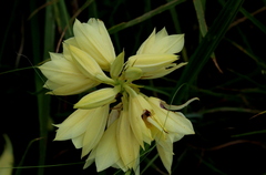 Eulophia welwitschii