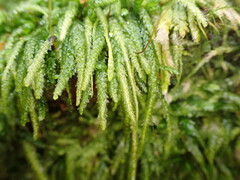 Acrocladium chlamydophyllum