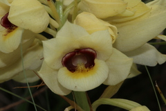 Eulophia welwitschii