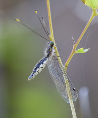 Suhpalacsa subtrahens