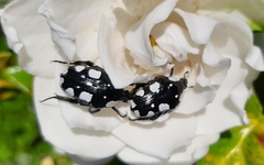 Mausoleopsis amabilis