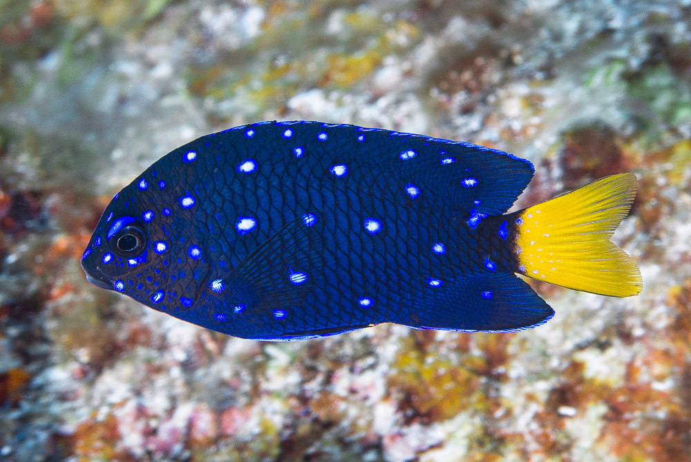 Jewelfish (Microspathodon chrysurus) — Pomacentridae