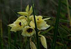 Eulophia welwitschii