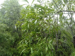 Ehretia saligna membranifolia