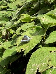 Kaniska canace