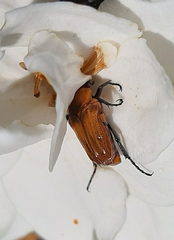 Leucocelis rubra