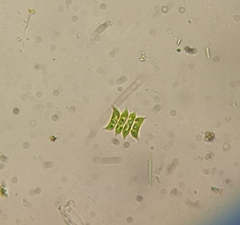 Tetradesmus dimorphus