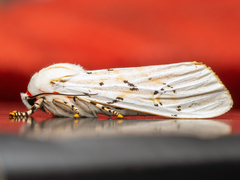 Rhodogastria similis