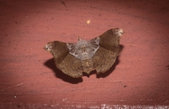 Esthlodora versicolor