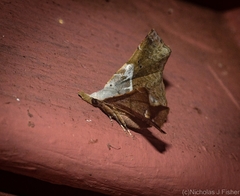 Esthlodora versicolor