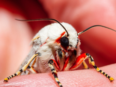 Rhodogastria similis