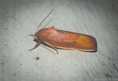 Ptyoptila matutinella