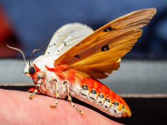 Rhodogastria similis