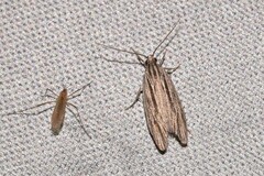 Leistarcha scitissimella