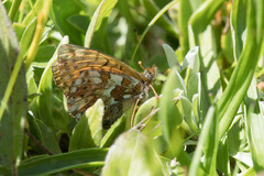 Boloria