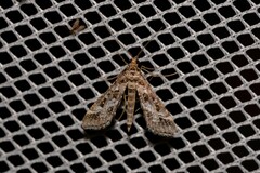 Diasemiopsis ramburialis