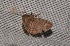 Pasiphilodes testulata