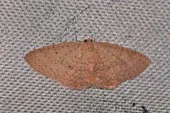 Poecilasthena anthodes