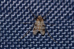 Ablabesmyia notabilis