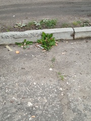 Taraxacum officinale