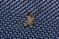 Ablabesmyia notabilis