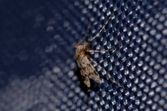 Ablabesmyia notabilis