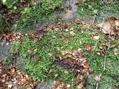 Acrocladium chlamydophyllum