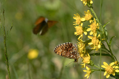 Boloria titania
