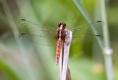 Rhodothemis lieftincki