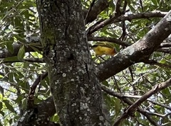 Malaconotus blanchoti