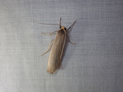 Palaeosia bicosta