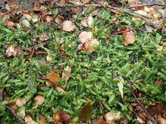 Acrocladium chlamydophyllum