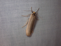 Palaeosia bicosta