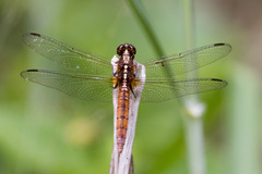 Rhodothemis lieftincki