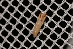 Tachystola hemisema