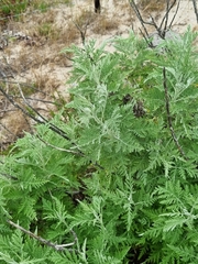 Artemisia afra