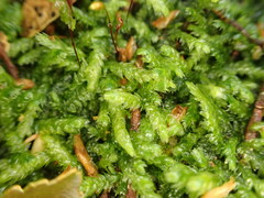 Acrocladium chlamydophyllum