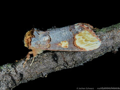 Phalera bucephaloides